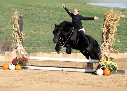 Poni Fell, Caballo castrado, 10 años, Negro