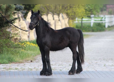 Poni Fell, Caballo castrado, 2 años, 137 cm, Negro