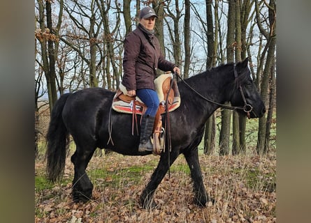 Poni Fell, Caballo castrado, 4 años, 145 cm, Negro