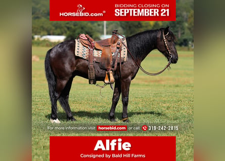 Poni Fell, Caballo castrado, 7 años, Negro