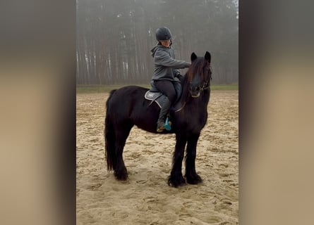 Poni Fell, Yegua, 5 años, 145 cm, Negro