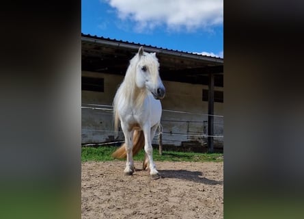 Poni Highland, Caballo castrado, 15 años, Tordo