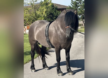 Poni Highland, Caballo castrado, 3 años, 152 cm, Dunalino (Cervuno x Palomino)