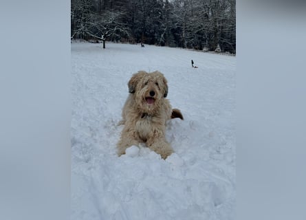 Poni Highland, Semental, 34 años, 183 cm, White/Blanco