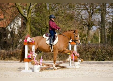 Poni New Forest, Caballo castrado, 17 años, 147 cm, Alazán
