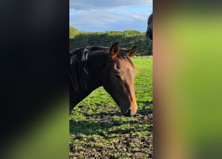 Poni New Forest, Caballo castrado, 1 año, Castaño oscuro