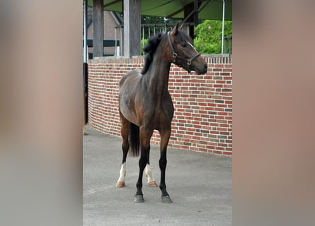 Poni New Forest, Caballo castrado, 3 años, 145 cm, Castaño