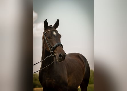Poni New Forest, Caballo castrado, 4 años, 143 cm, Castaño oscuro