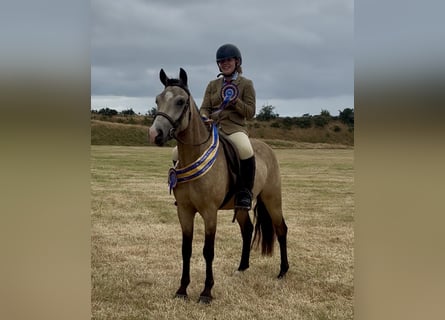 Poni New Forest, Caballo castrado, 5 años, 138 cm, Buckskin/Bayo