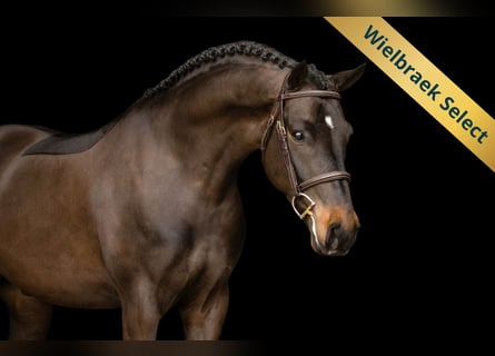 Poni New Forest, Caballo castrado, 5 años, 145 cm, Castaño oscuro