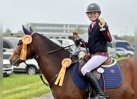 Poni New Forest, Caballo castrado, 9 años, 144 cm, Castaño
