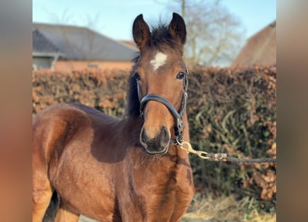 Poni New Forest, Semental, 1 año, 148 cm, Castaño