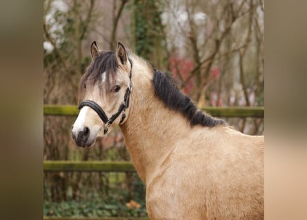 Poni New Forest, Semental, 3 años, 135 cm, Buckskin/Bayo