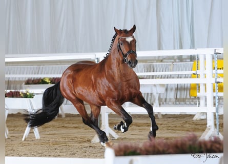 Poni New Forest, Semental, 7 años, 148 cm, Castaño