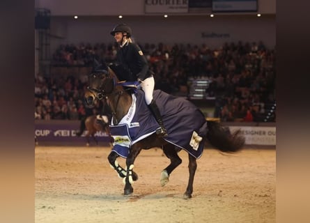 Poni New Forest, Yegua, 11 años, 144 cm, Castaño