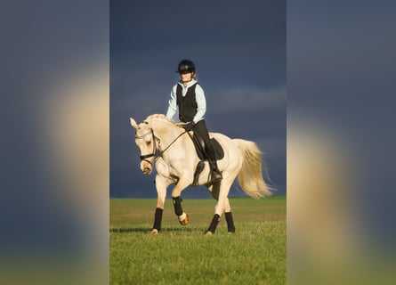 Poni New Forest, Yegua, 15 años, 158 cm, Palomino