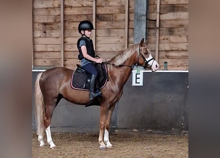 Poni New Forest Mestizo, Yegua, 4 años, 134 cm, Alazán