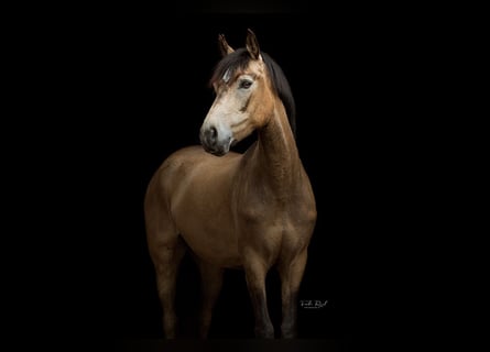 Poni New Forest, Yegua, 6 años, 144 cm, Bayo
