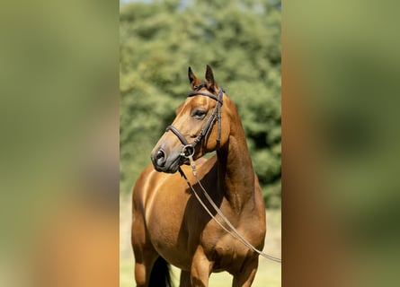 Poni New Forest, Yegua, 7 años, 142 cm, Castaño