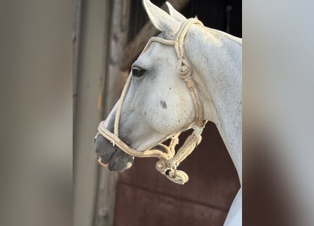 Poni Polo, Yegua, 11 años, 148 cm, Tordo