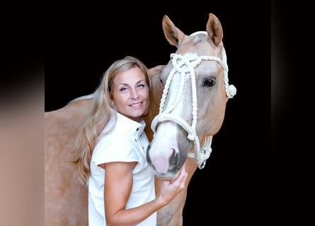Poni Polo, Yegua, 8 años, Palomino