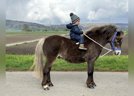 Ponis Shetland Mestizo, Caballo castrado, 11 años, 115 cm, Alazán-tostado