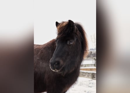Ponis Shetland, Caballo castrado, 11 años, 117 cm, Pío