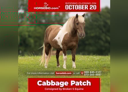 Ponis Shetland, Caballo castrado, 12 años, 102 cm, Pío