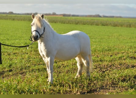 Ponis Shetland, Caballo castrado, 14 años, 105 cm, Tordo