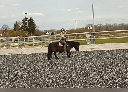 Ponis Shetland, Caballo castrado, 15 años, 108 cm, Morcillo