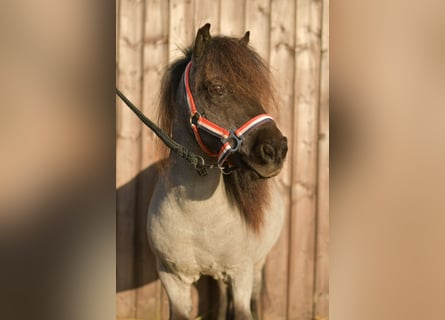 Ponis Shetland, Caballo castrado, 15 años, 85 cm, Ruano azulado