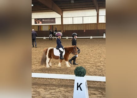 Ponis Shetland, Caballo castrado, 18 años, 93 cm, Pío