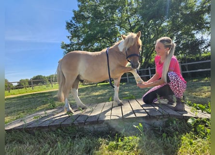 Ponis Shetland, Caballo castrado, 2 años, 102 cm, Pío