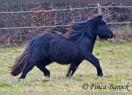 Ponis Shetland, Caballo castrado, 2 años, 98 cm, Negro