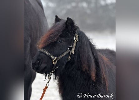 Ponis Shetland, Caballo castrado, 2 años, 98 cm, Negro