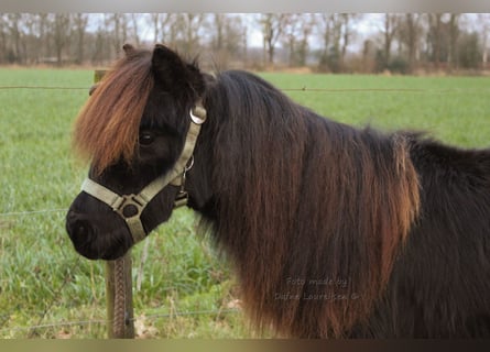 Ponis Shetland, Caballo castrado, 2 años, Negro