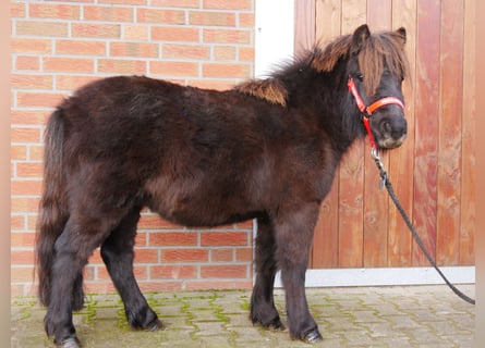 Ponis Shetland, Caballo castrado, 3 años, 100 cm