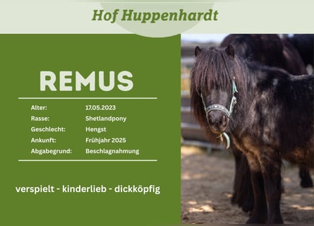 Ponis Shetland, Caballo castrado, 3 años, 102 cm, Tordillo negro