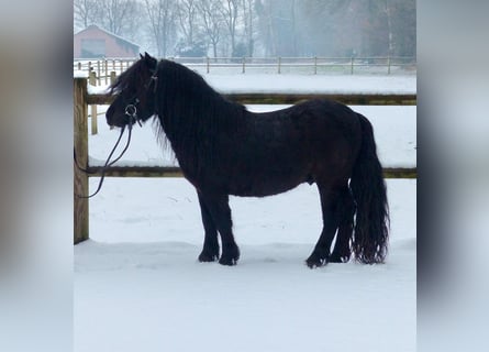 Ponis Shetland, Caballo castrado, 3 años, 105 cm, Negro