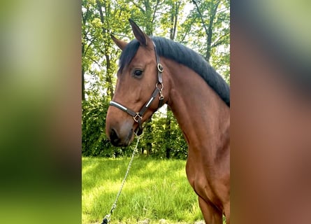 Ponis Shetland, Caballo castrado, 3 años, 168 cm, Castaño