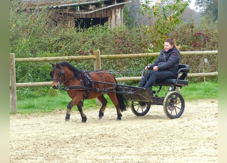 Ponis Shetland, Caballo castrado, 3 años, 97 cm, Castaño