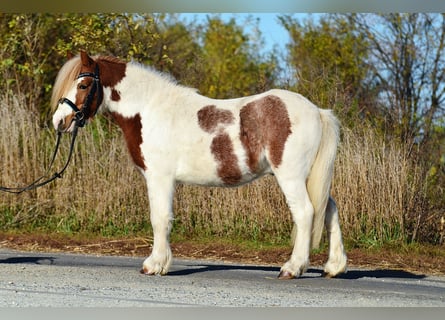 Ponis Shetland, Caballo castrado, 4 años, 107 cm, Pío