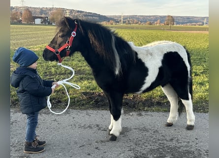 Ponis Shetland, Caballo castrado, 4 años, 114 cm, Pío
