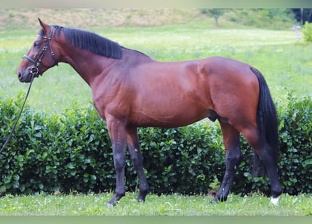 Ponis Shetland, Caballo castrado, 4 años, 166 cm, Castaño