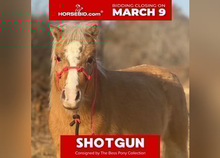 Ponis Shetland, Caballo castrado, 5 años, 94 cm, Palomino