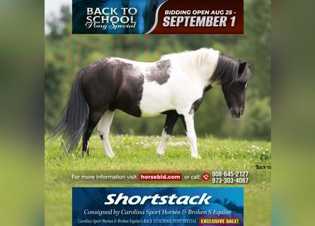 Ponis Shetland, Caballo castrado, 5 años, 97 cm, Pío