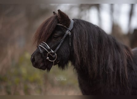 Ponis Shetland, Caballo castrado, 5 años, 98 cm, Negro