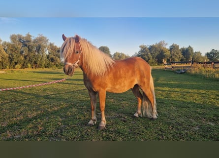 Ponis Shetland, Caballo castrado, 6 años, 105 cm, Alazán