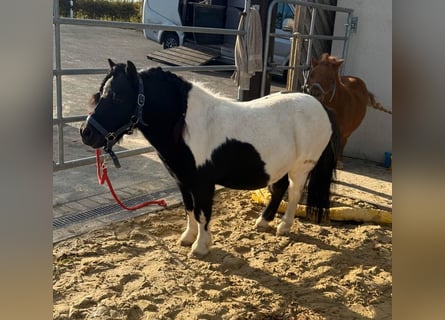 Ponis Shetland, Caballo castrado, 7 años, 96 cm, Pío