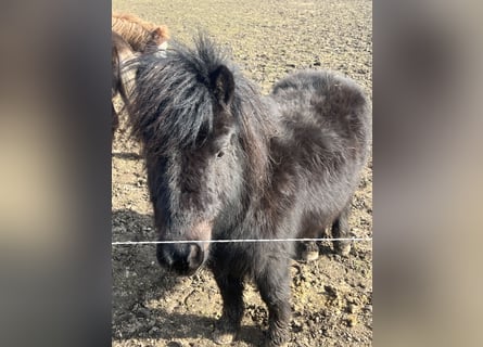 Ponis Shetland, Caballo castrado, 7 años, Negro
